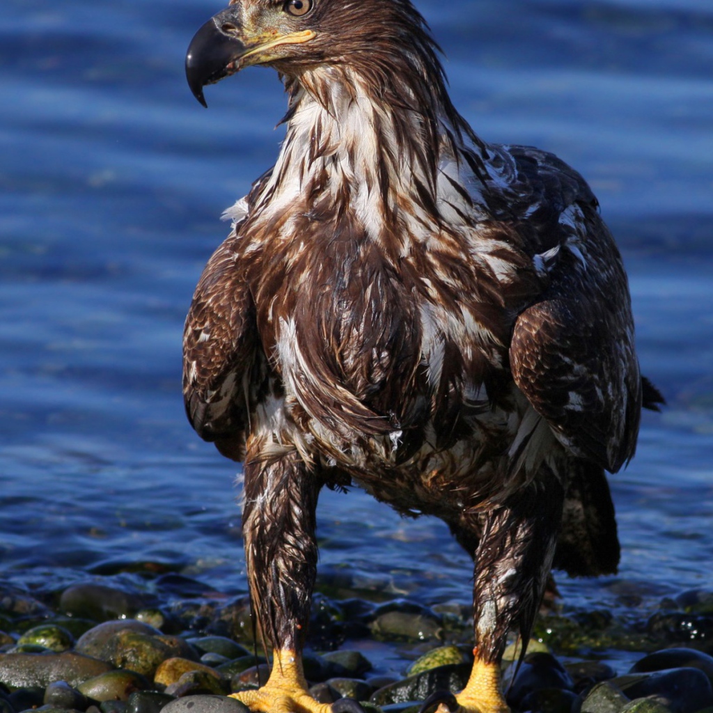 Орел на берегу моря