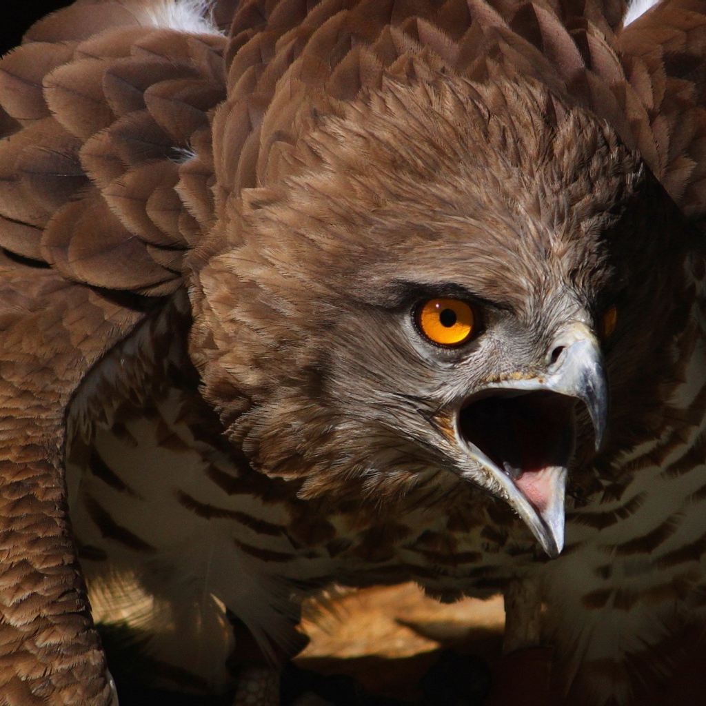 Орел раскрыл клюв