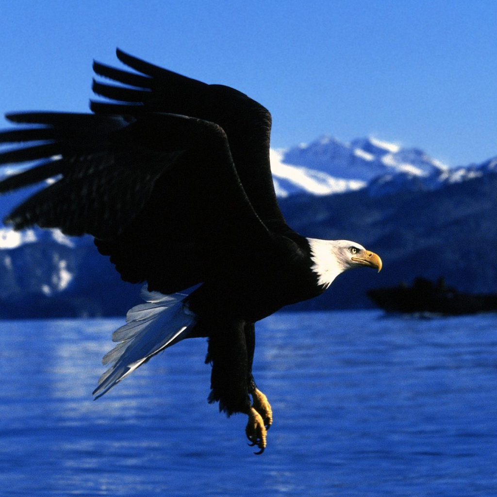 Полет орла на Аляске