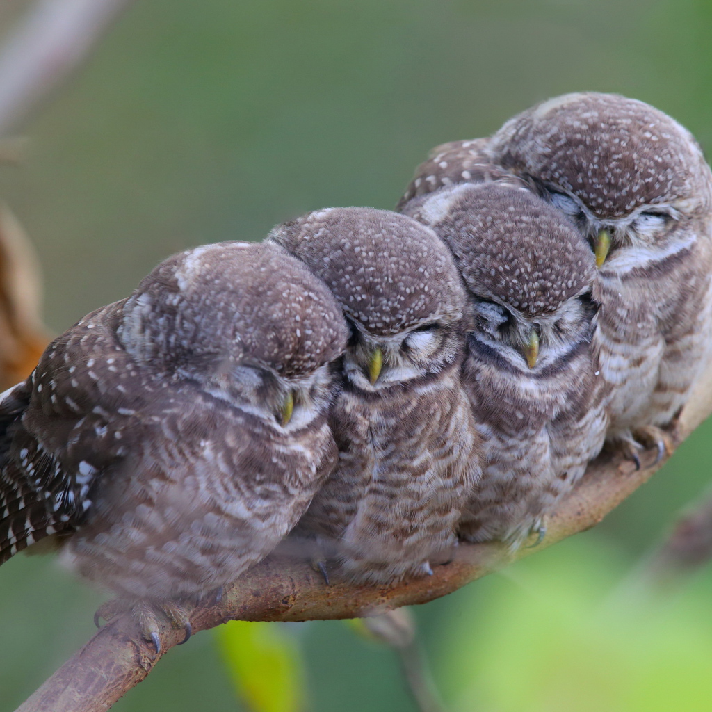 Семья сов на ветке