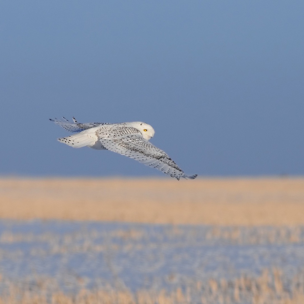 Полет полярной совы