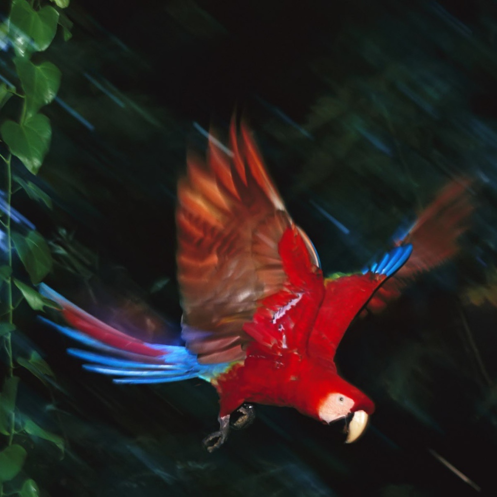 Полет попугая