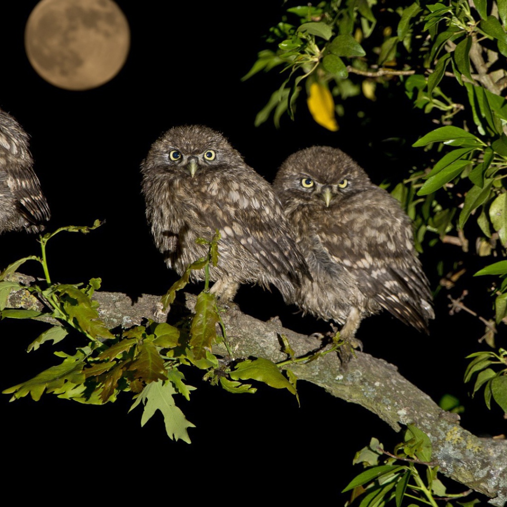 Четыре совы на дереве