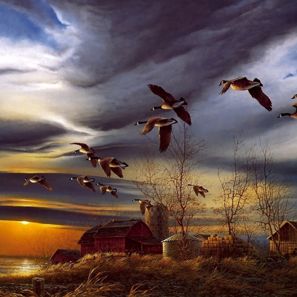 Гуси прилетели на озеро