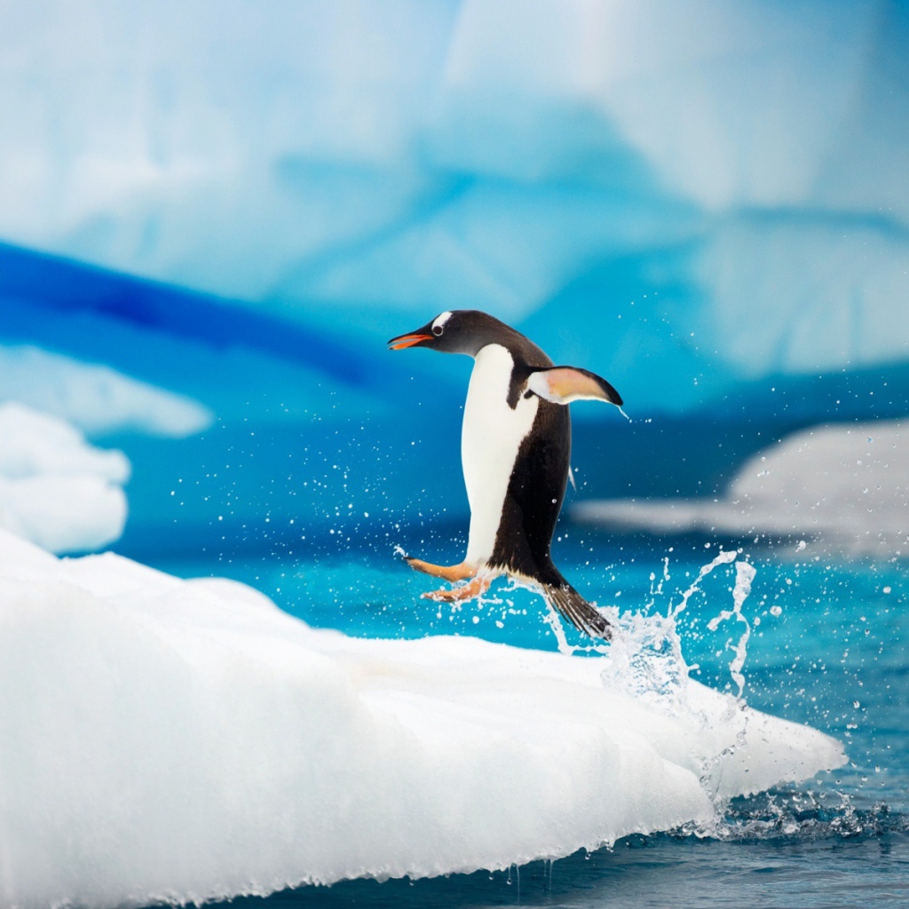 Арктические пингвины
