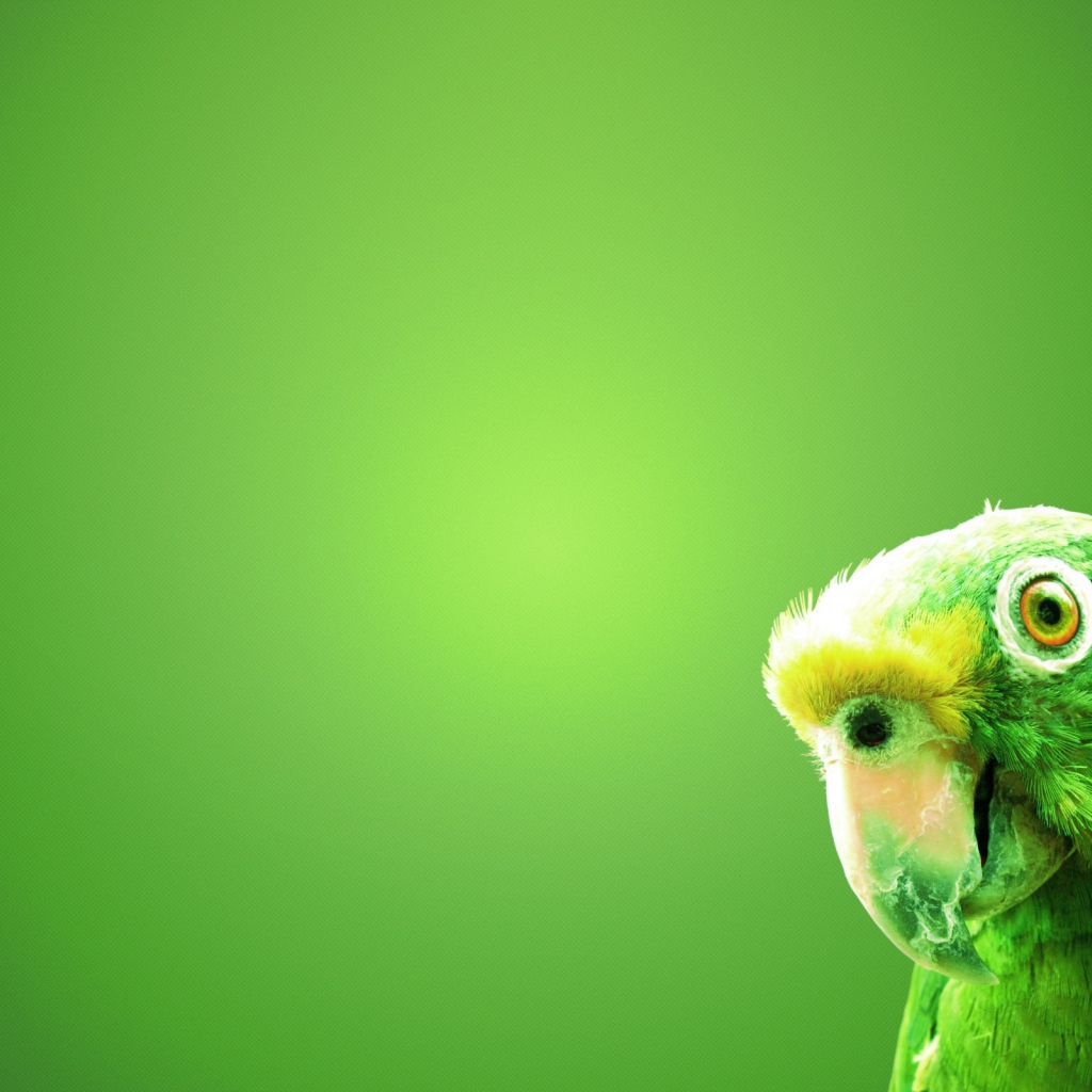Зеленый попугай