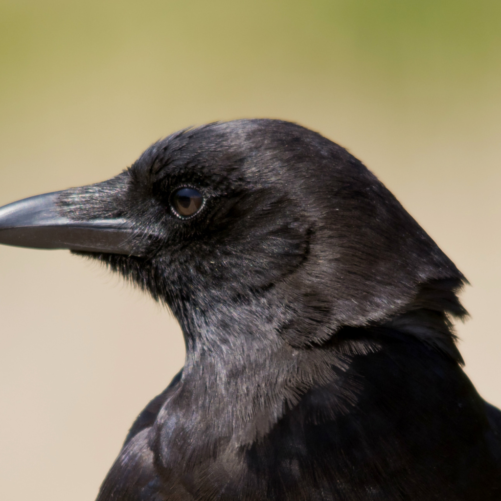 Голова вороны