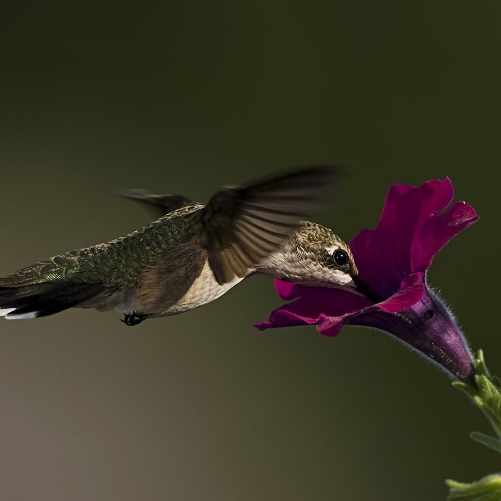 Колибри у цветка