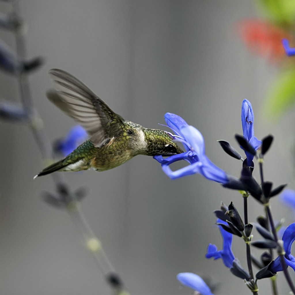 Колибри около синего цветка