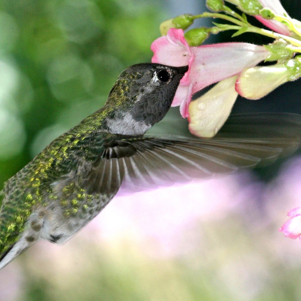 Голодная колибри