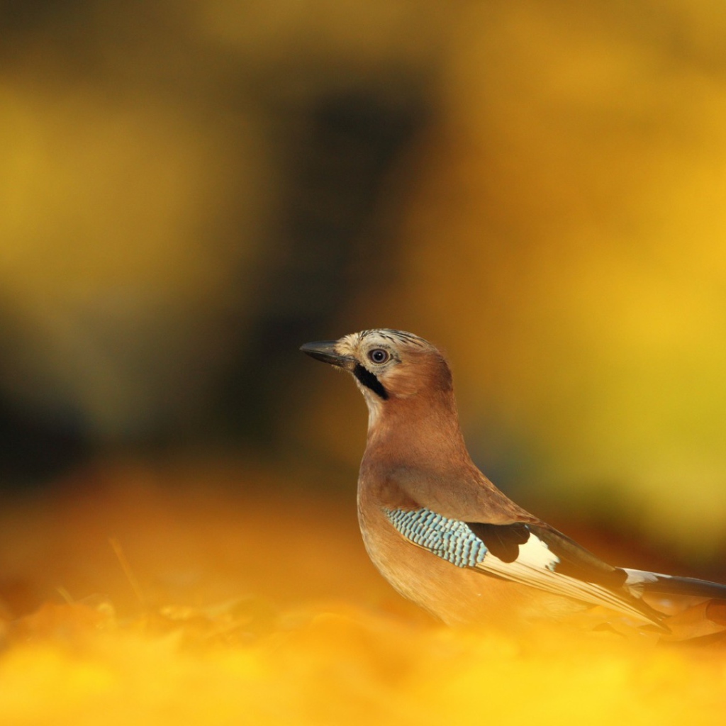 Сойка в осеннем лесу