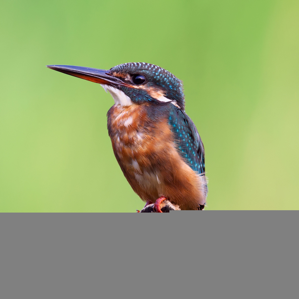 Зимородок на желтом фоне