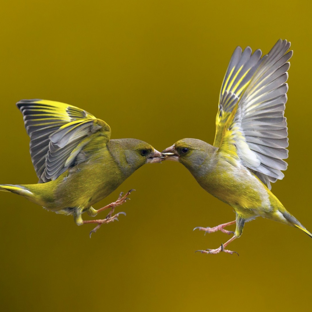 Поцелуй птичек в полёте