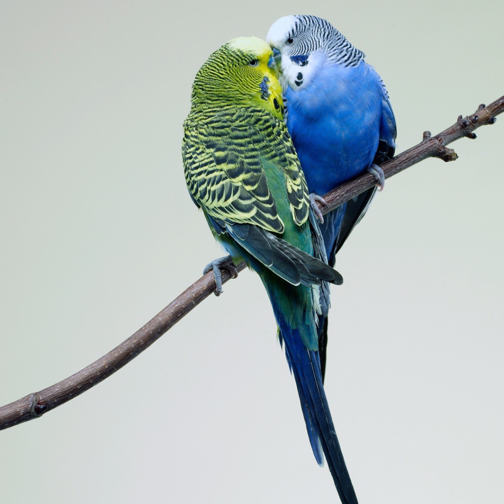 Поцелуй попугаев