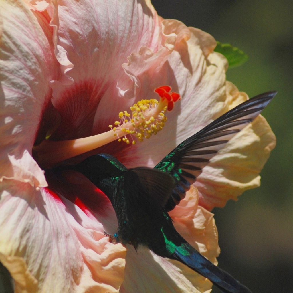 Коллибри на цветке