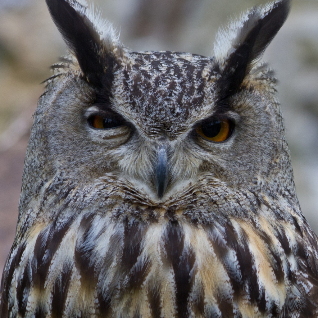 Ушастая сова