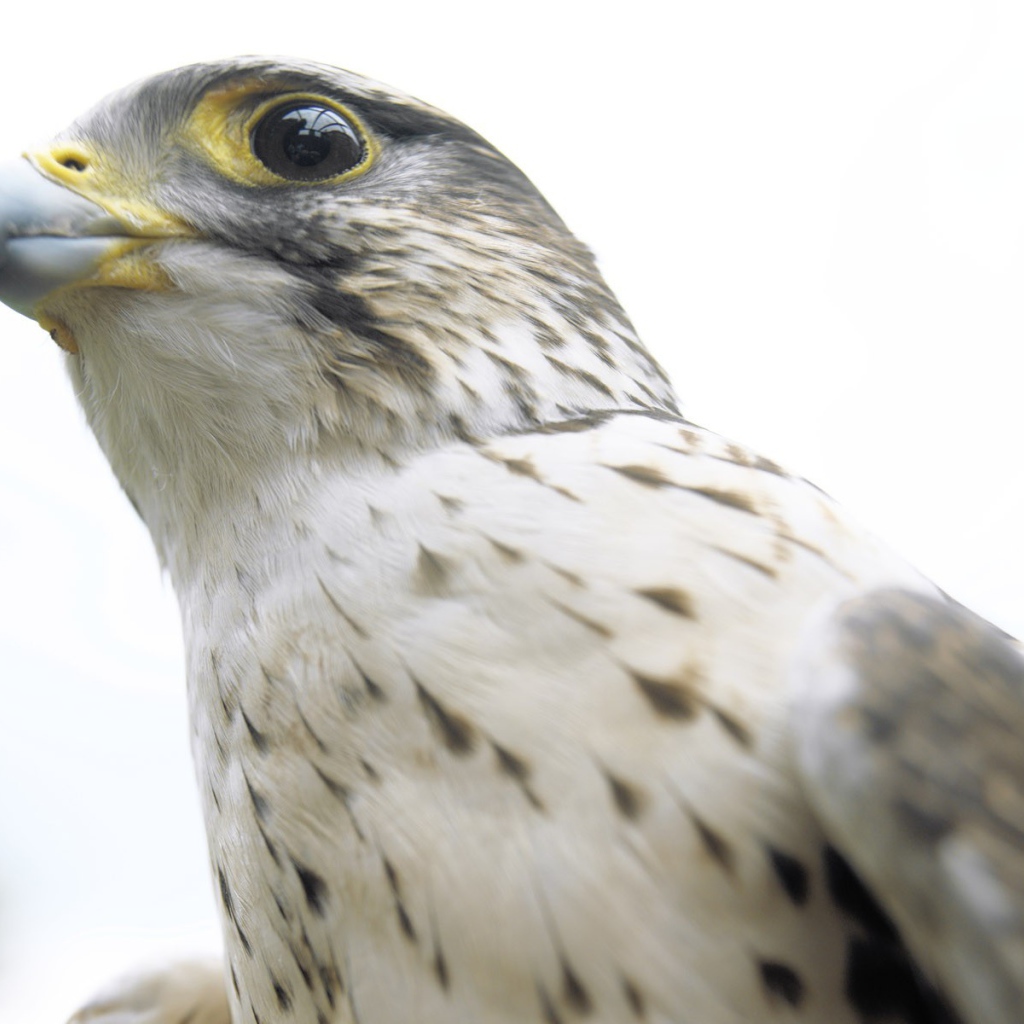 Взгляд ястреба