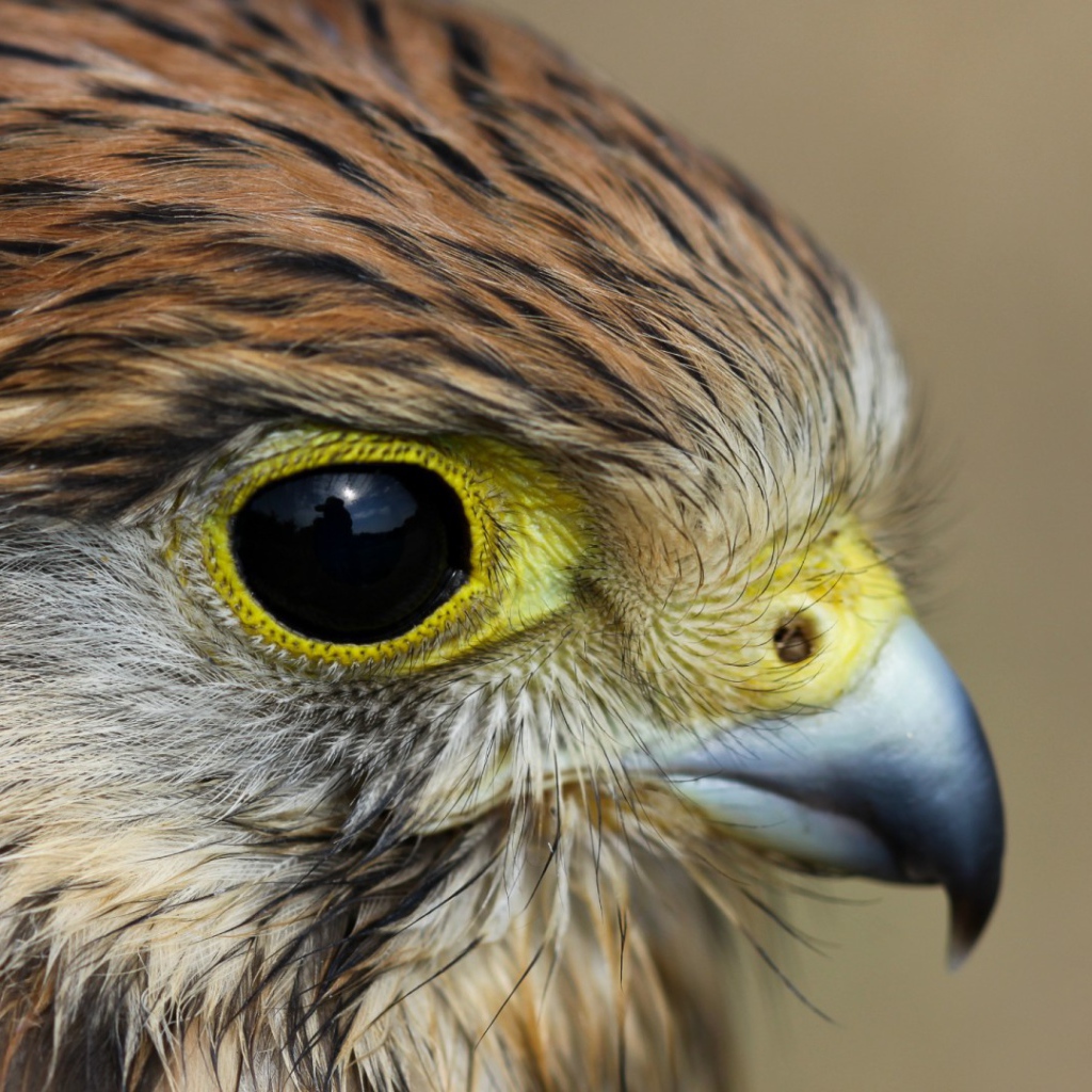 Взгляд пустельги