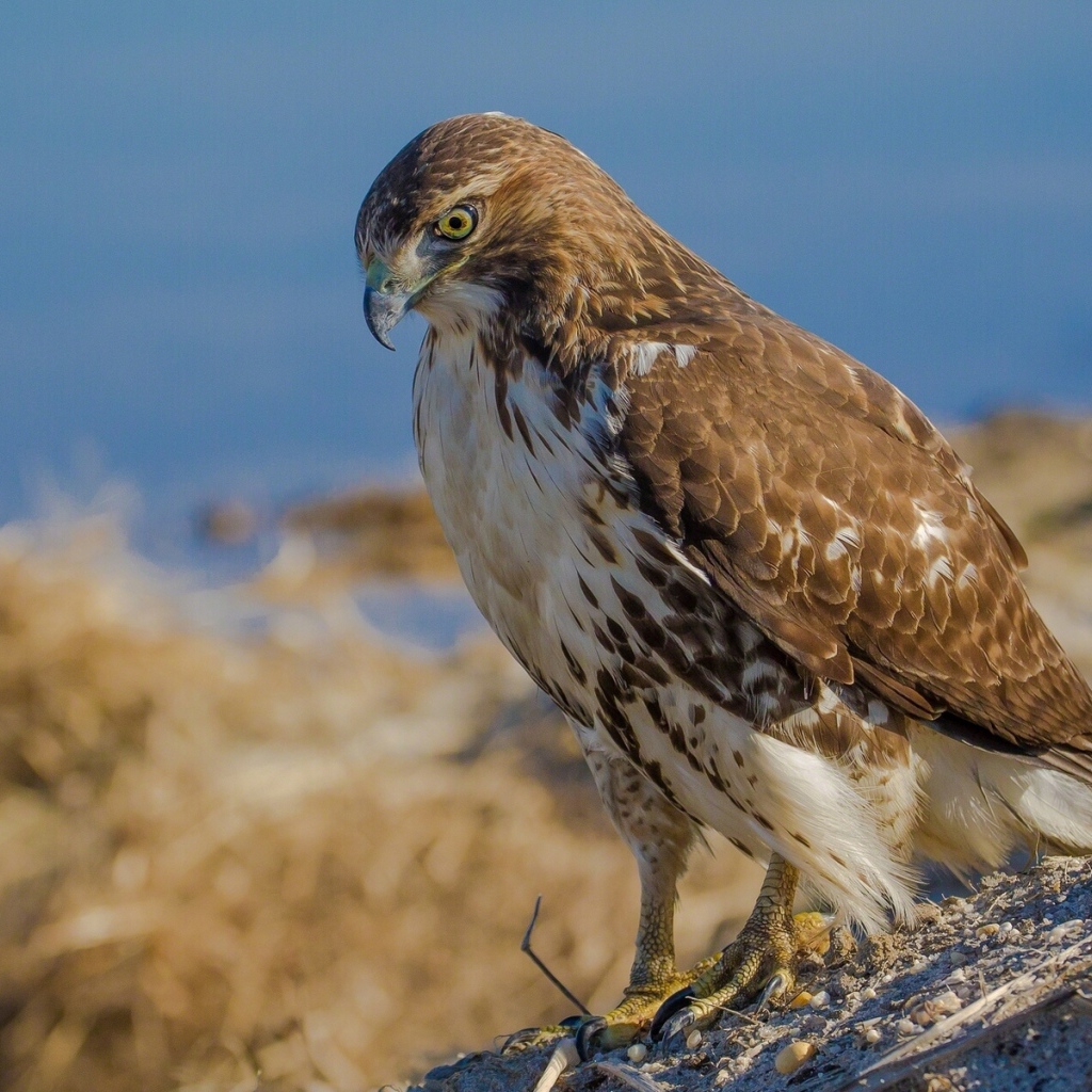 Взгляд хищного ястреба
