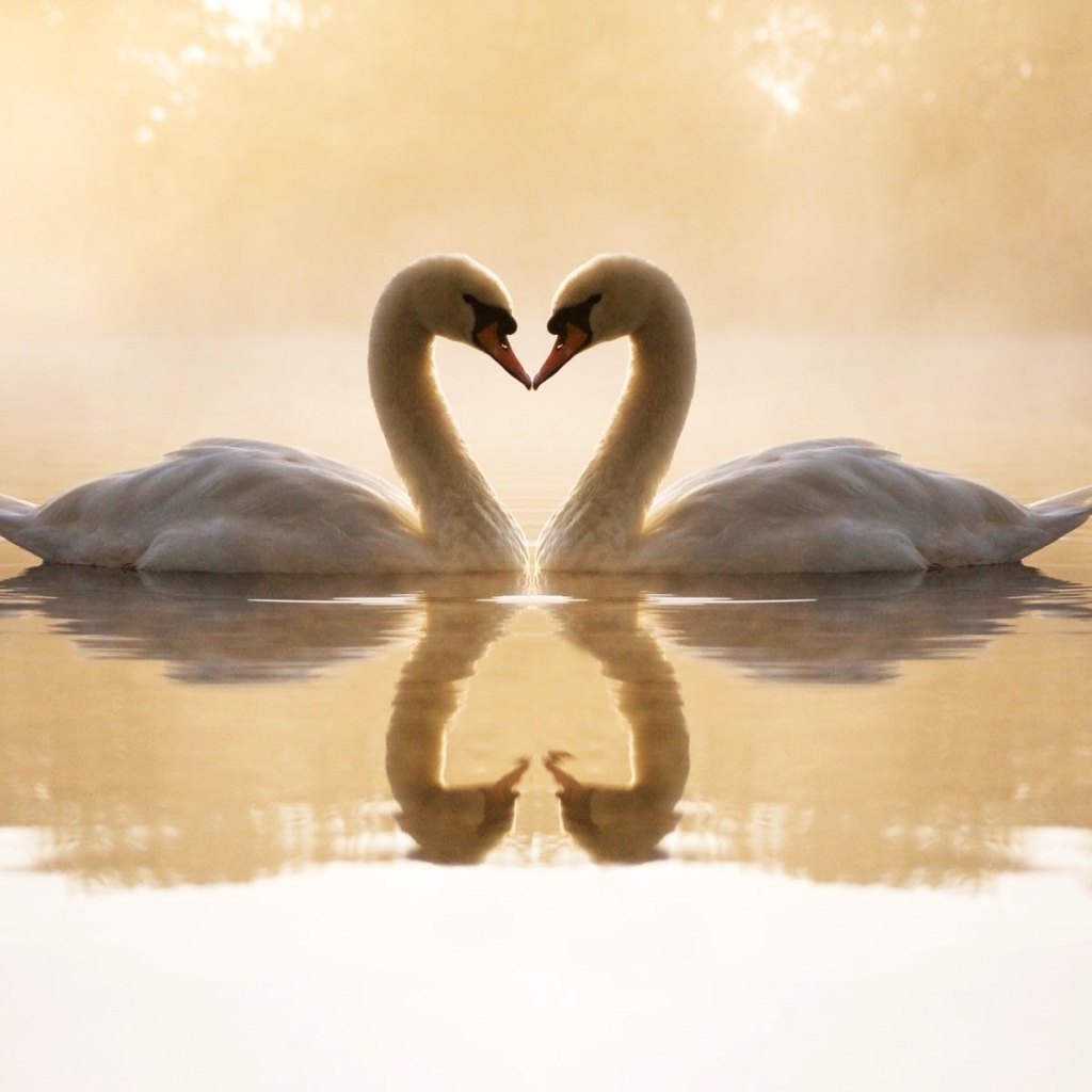 Loving swans