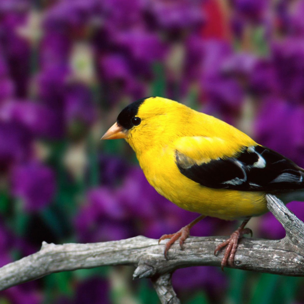 Самец американского щегла