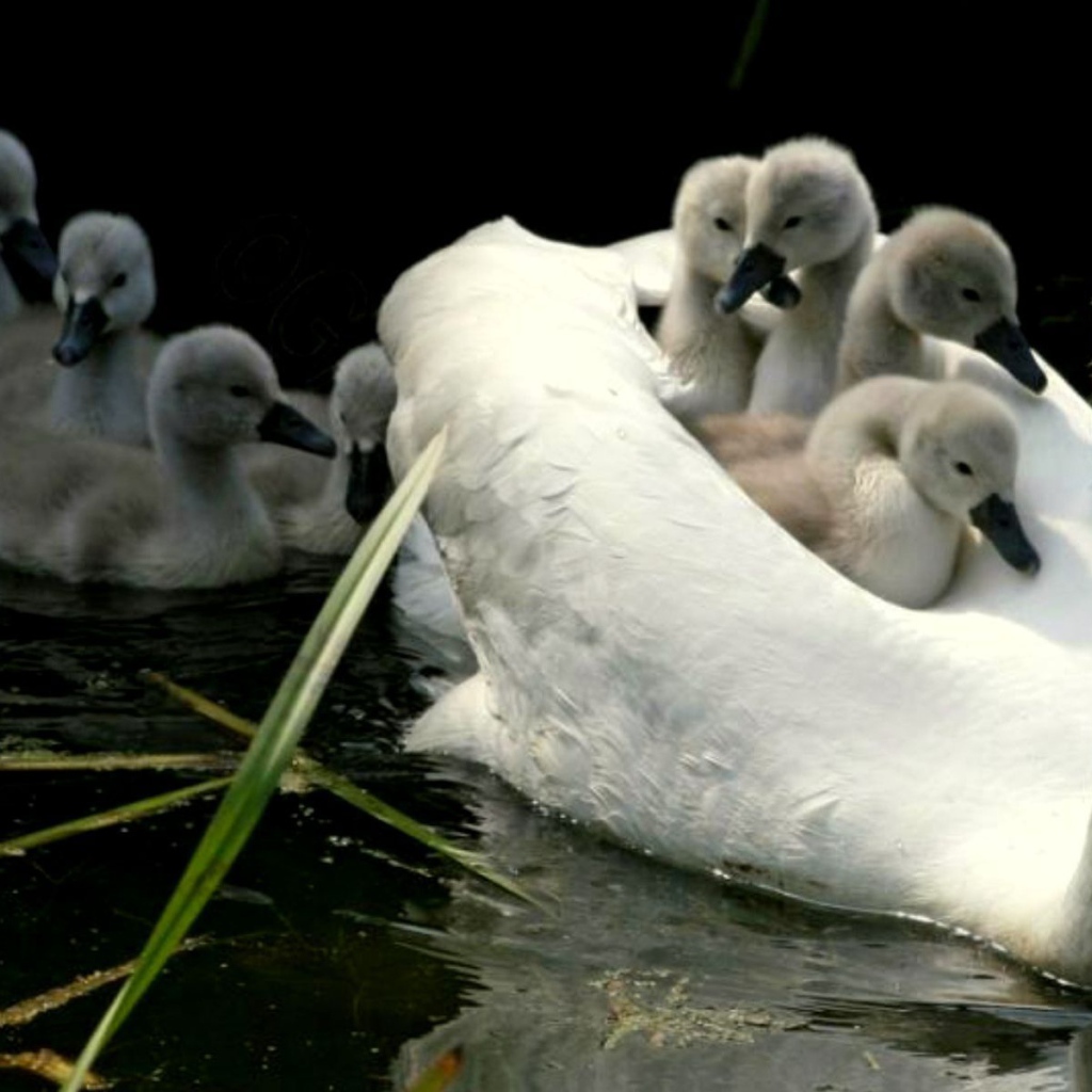 Mama swan with children