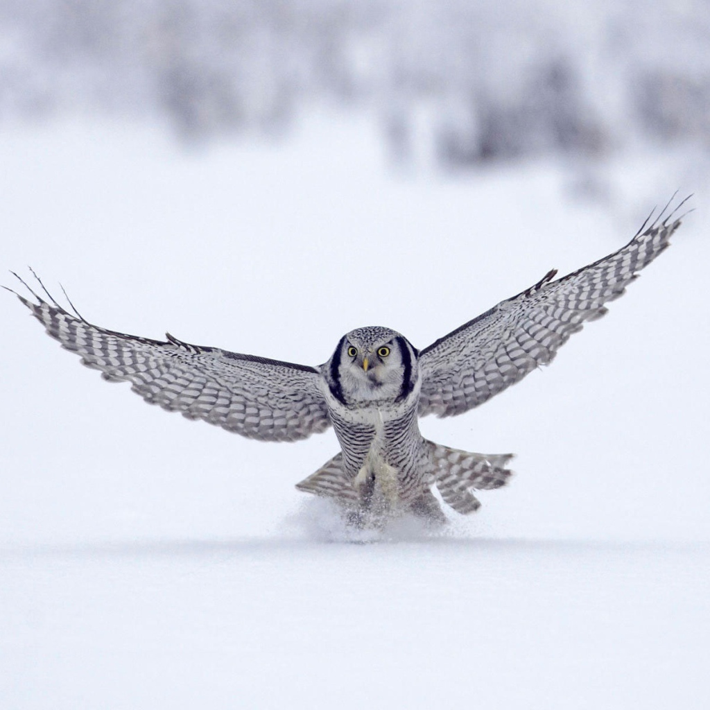 Северная сова, Финляндия