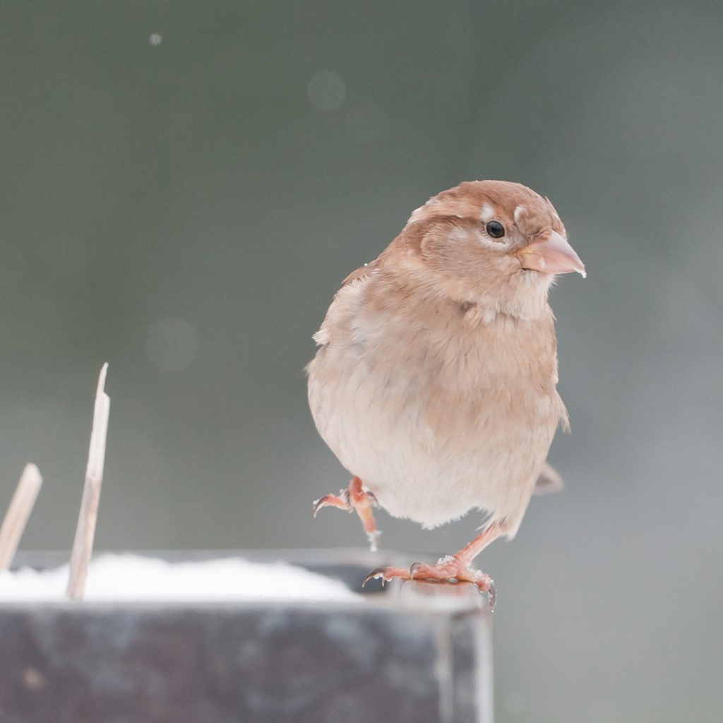 Обыкновенный воробей