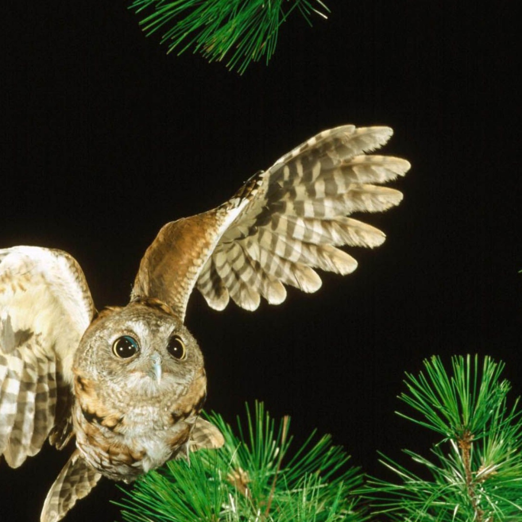 Сова в полете