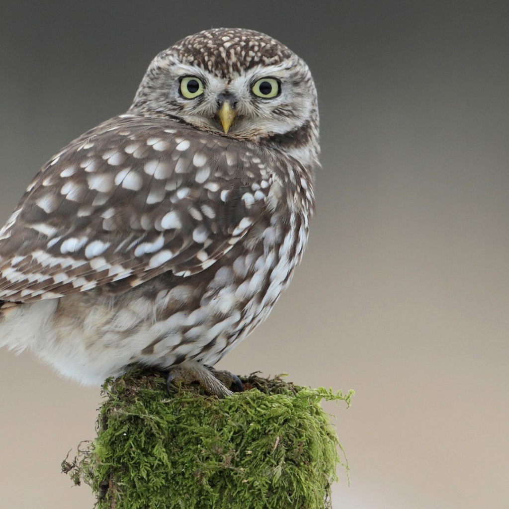 Сова на пеньке