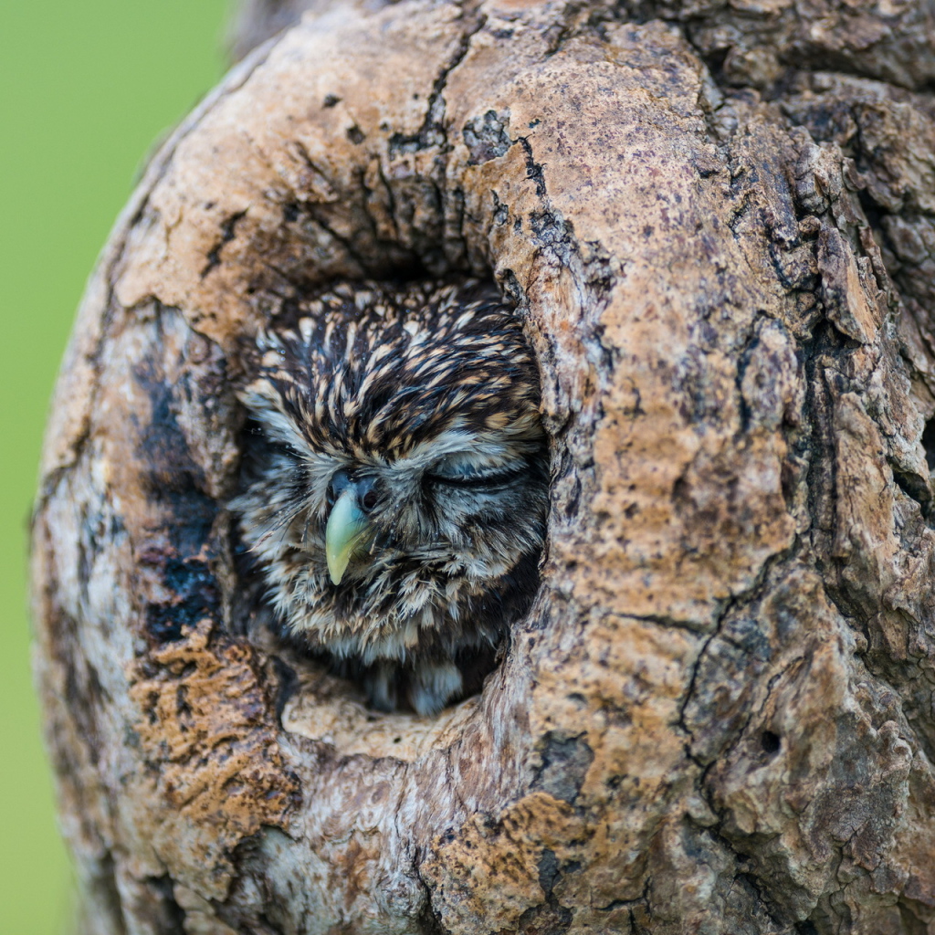 Сова спит в дупле