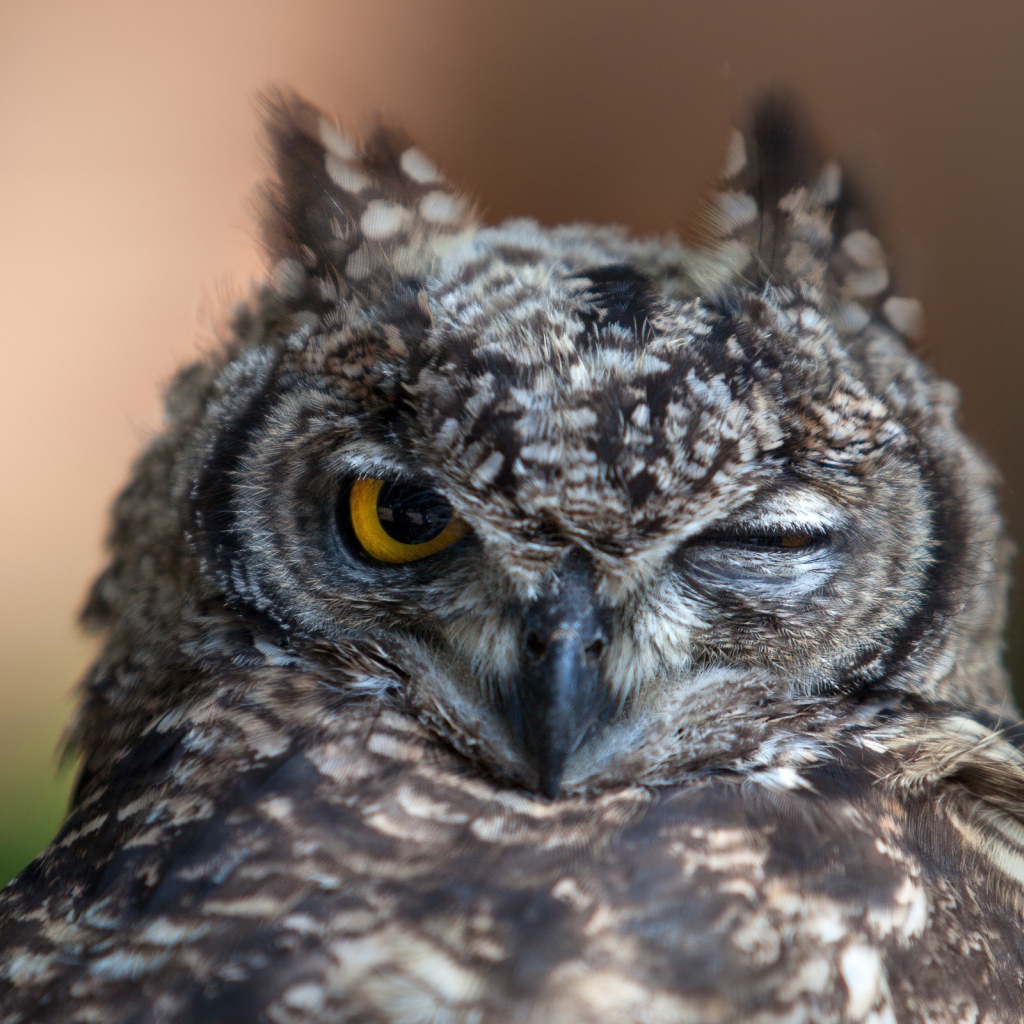 Сова подмигивает