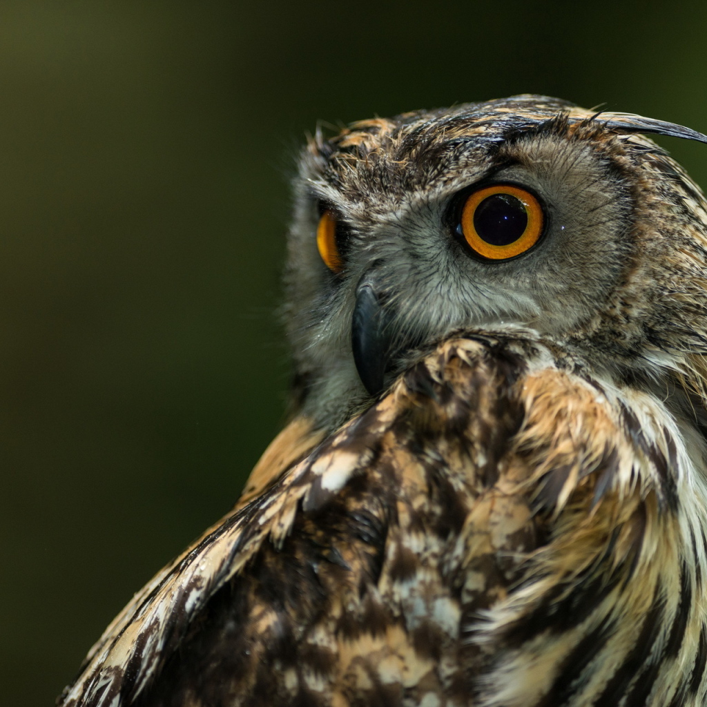 Сова с круглыми глазами