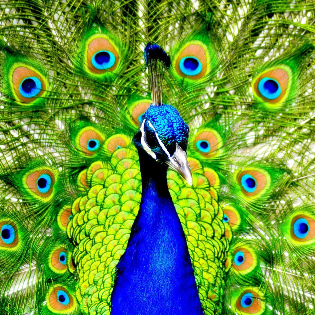 Павлин с распущенным хвостом