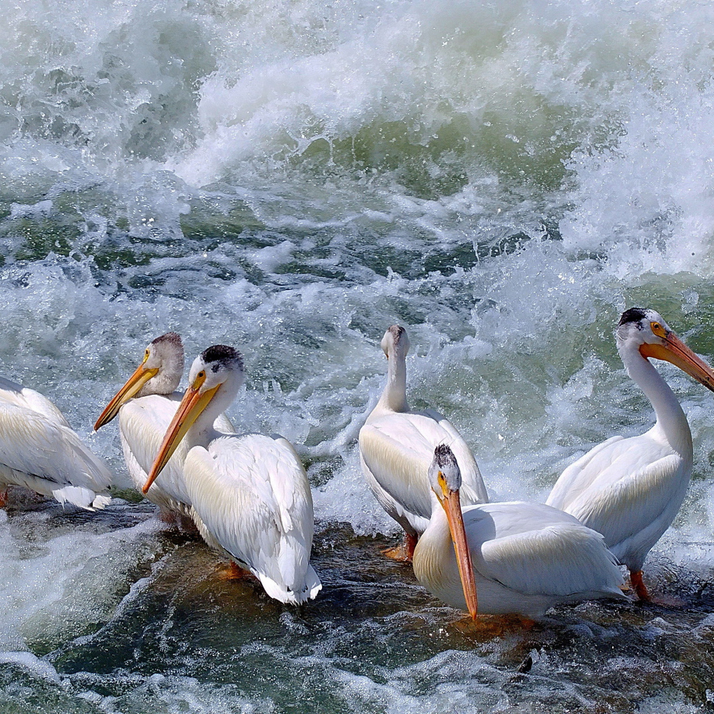 Пеликаны среди волн