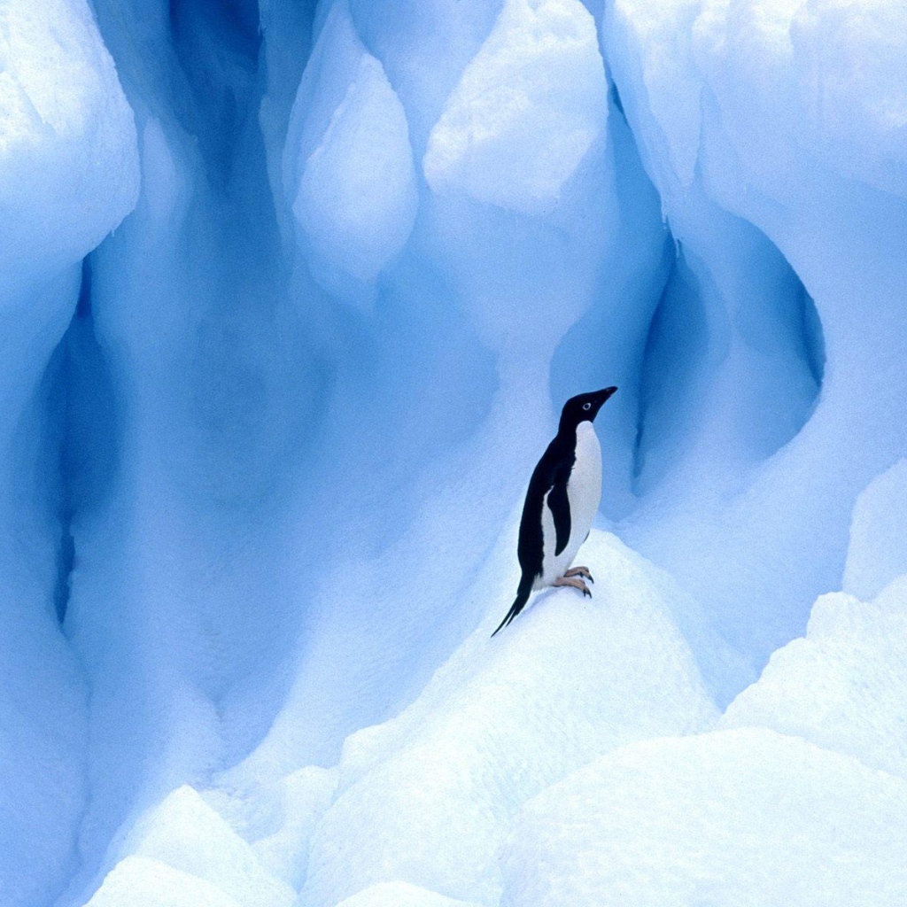 Пингвин
