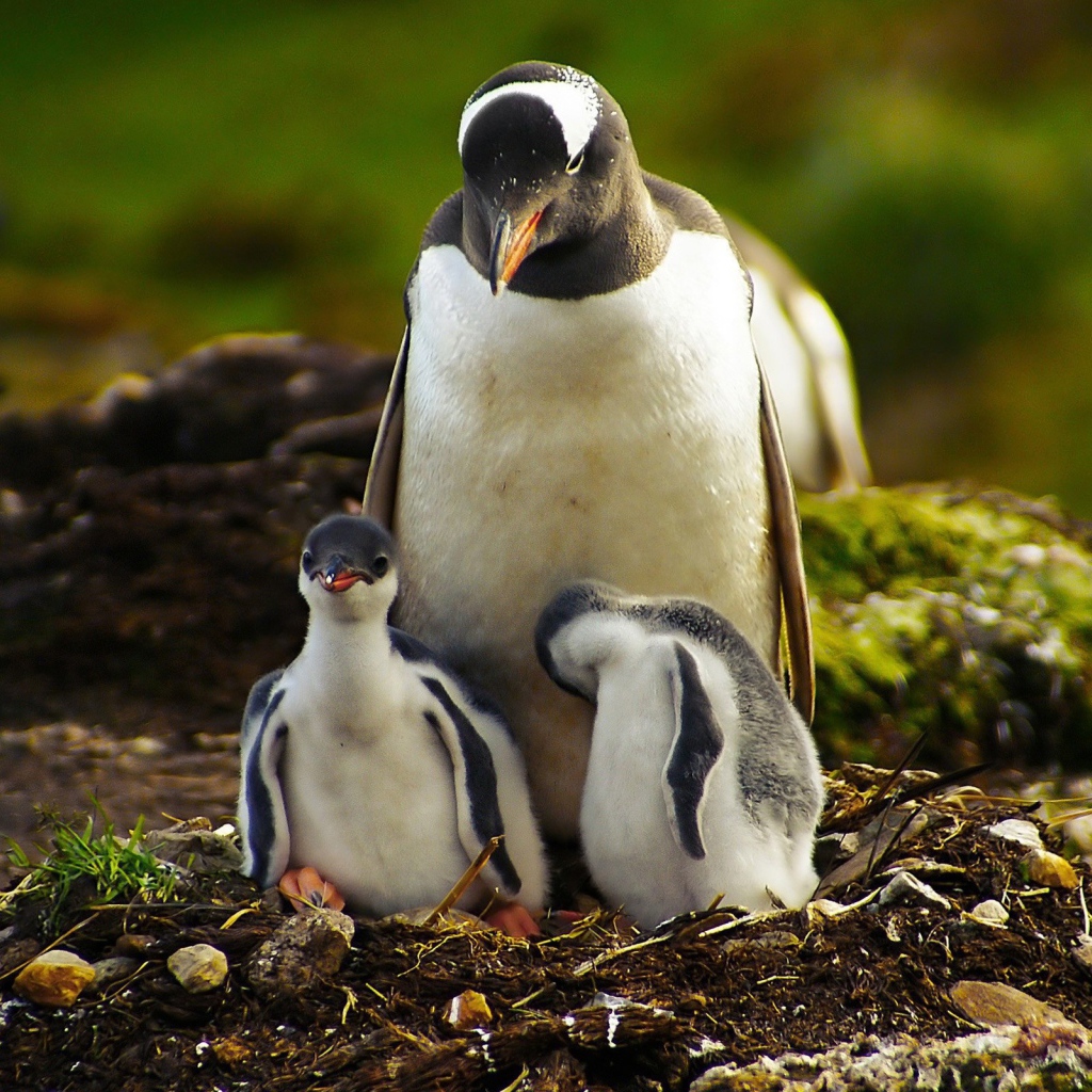 Пингвин с птенцами