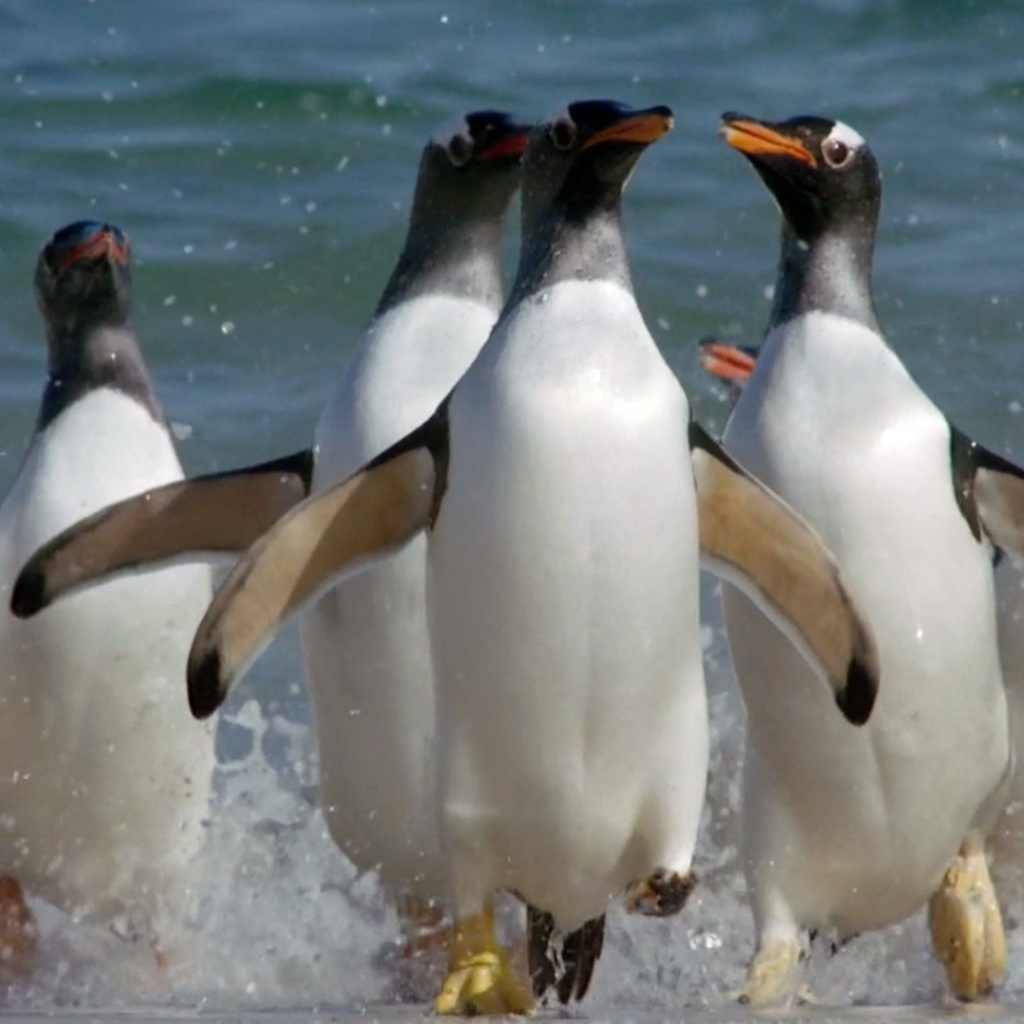 Пингвины выскакивают из воды