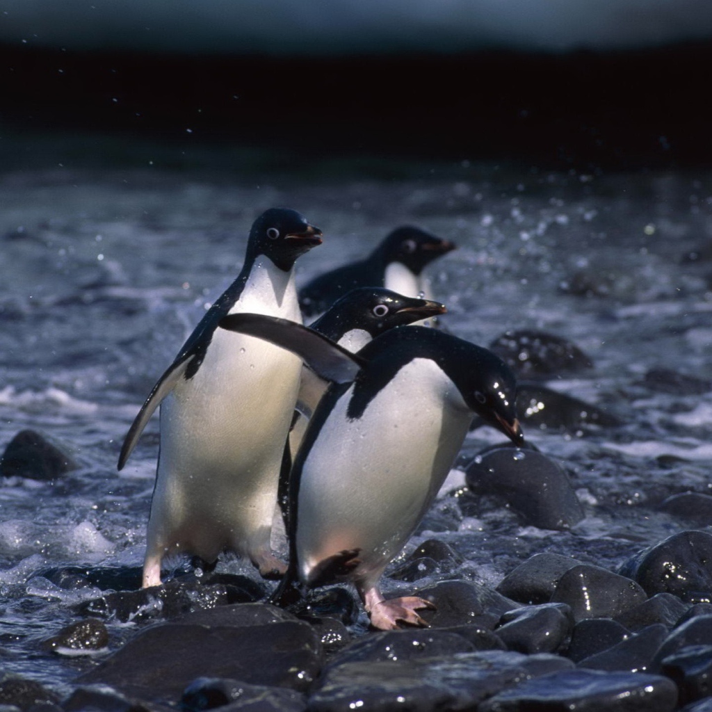 Пингвины бегут по камням