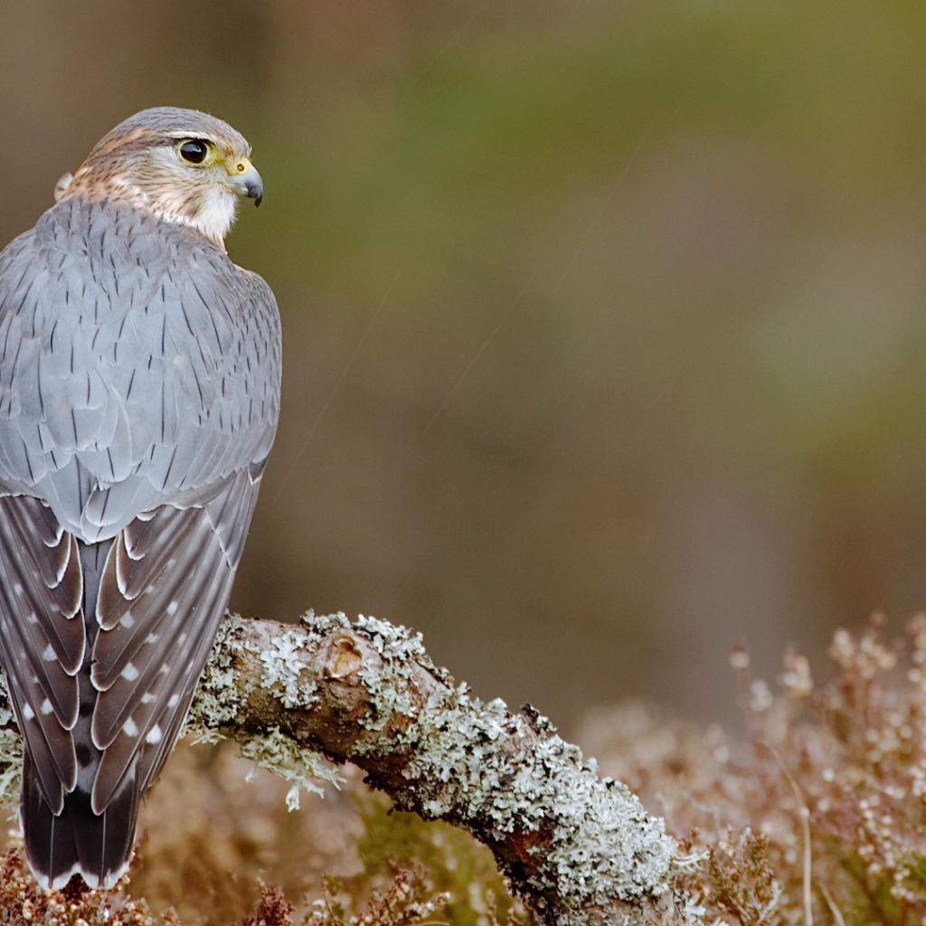 Пиджен ястреб