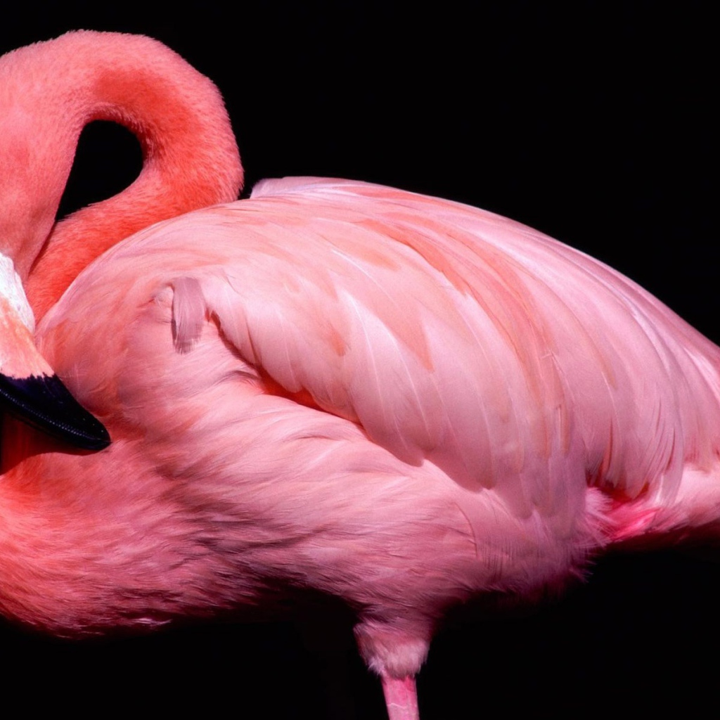Розовый фламинго 