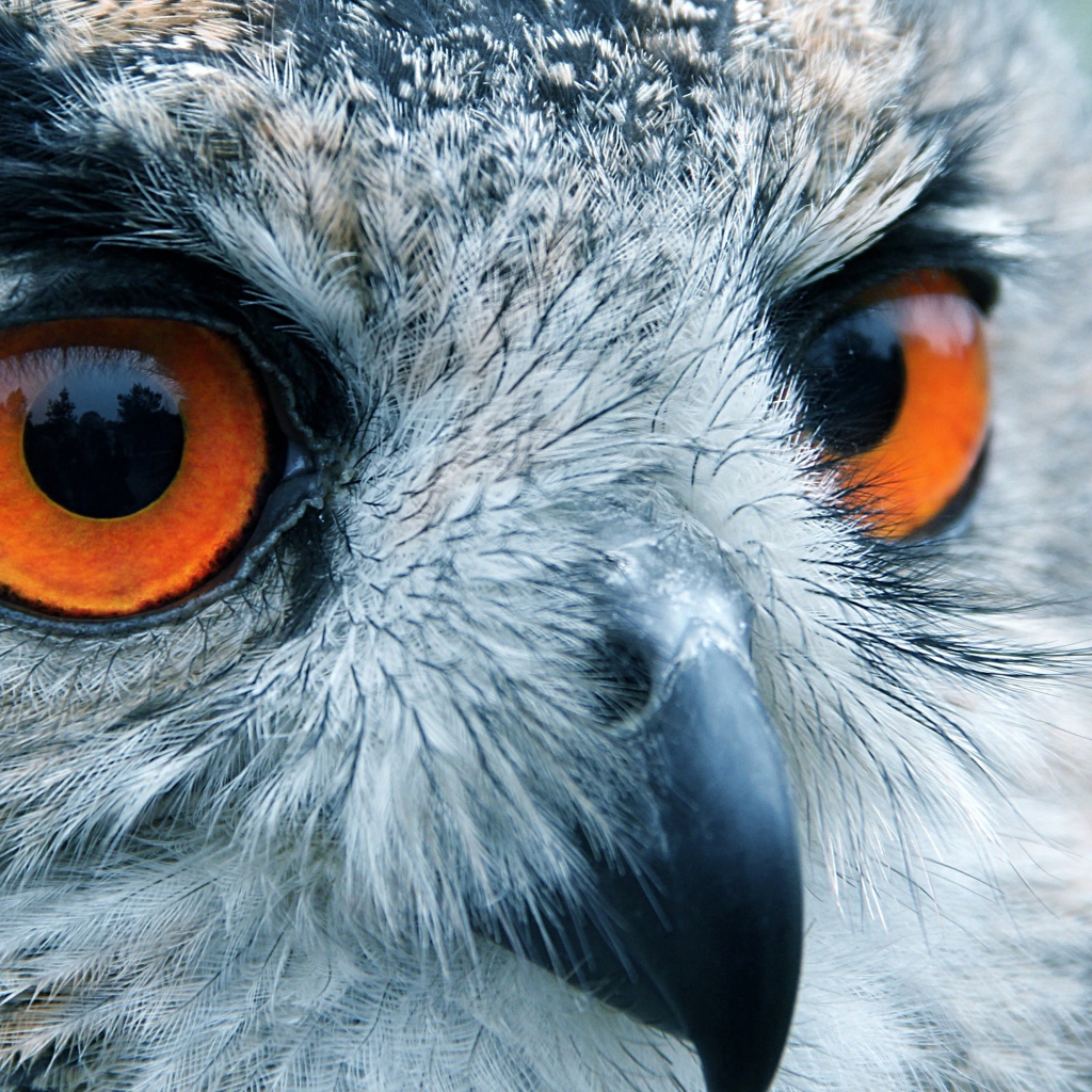 Портрет совы