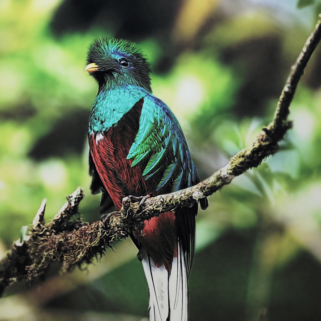 Птица кетцаль 