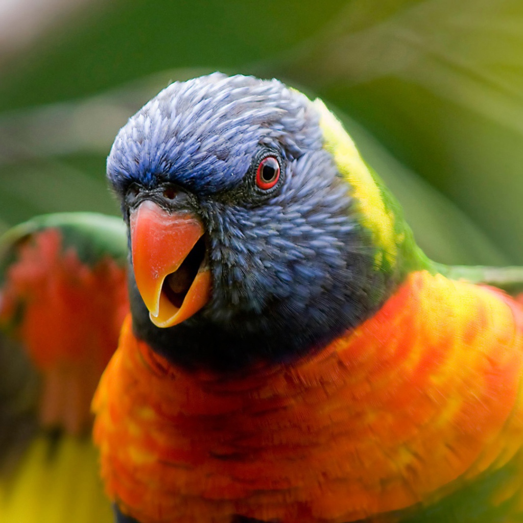 Радужный попугай