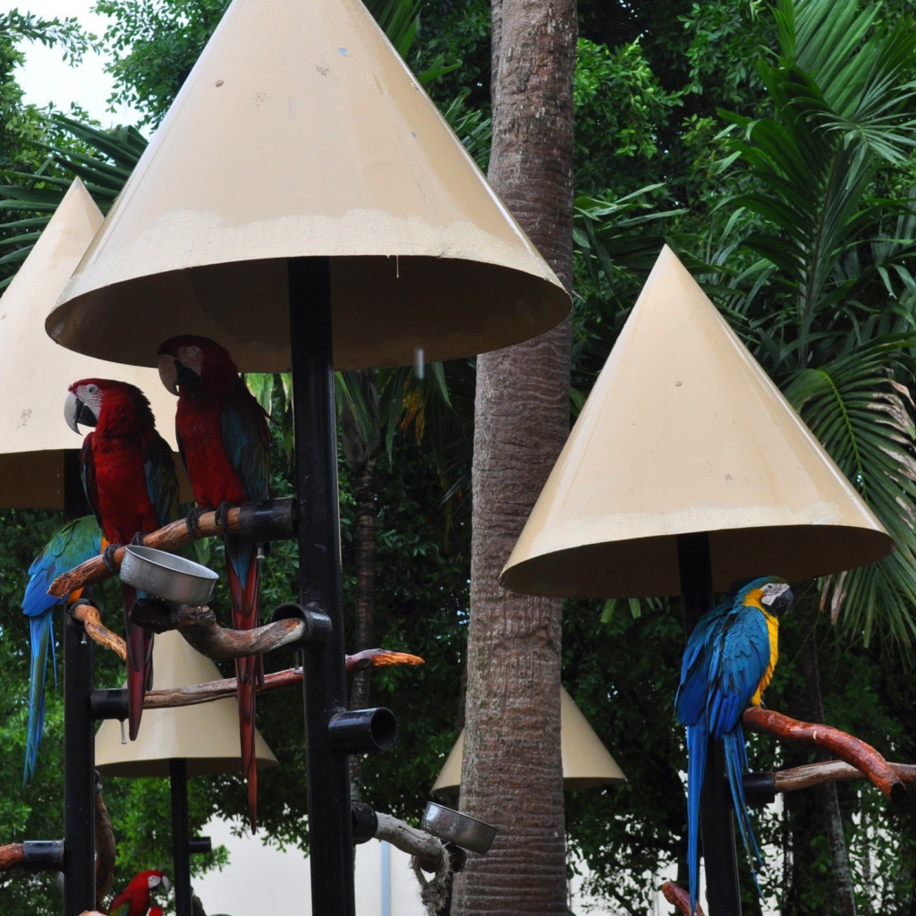 Крыши для попугаев