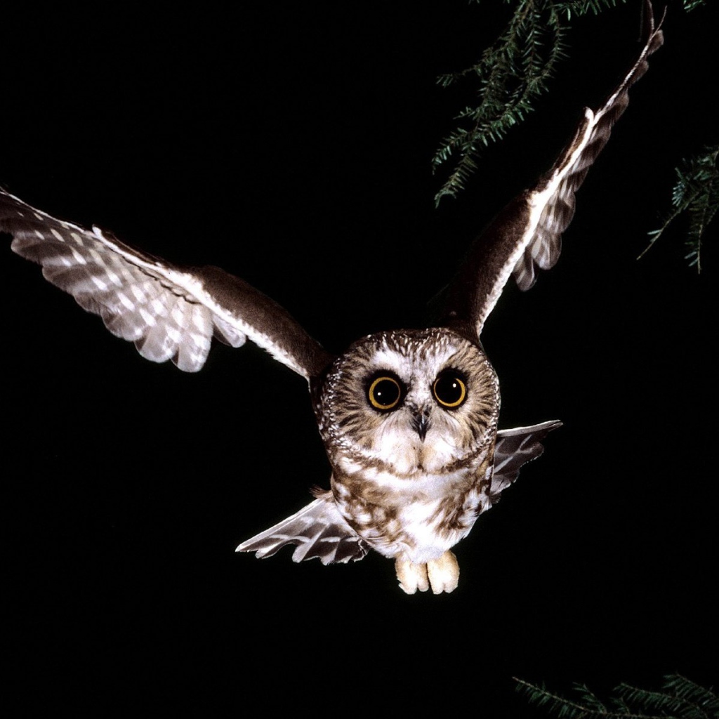 Сова в полете 