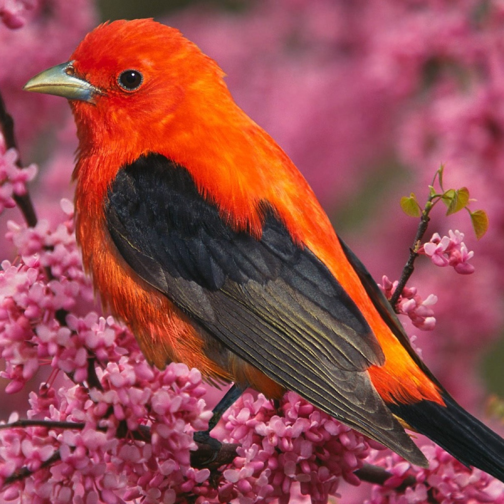 Алая танагра