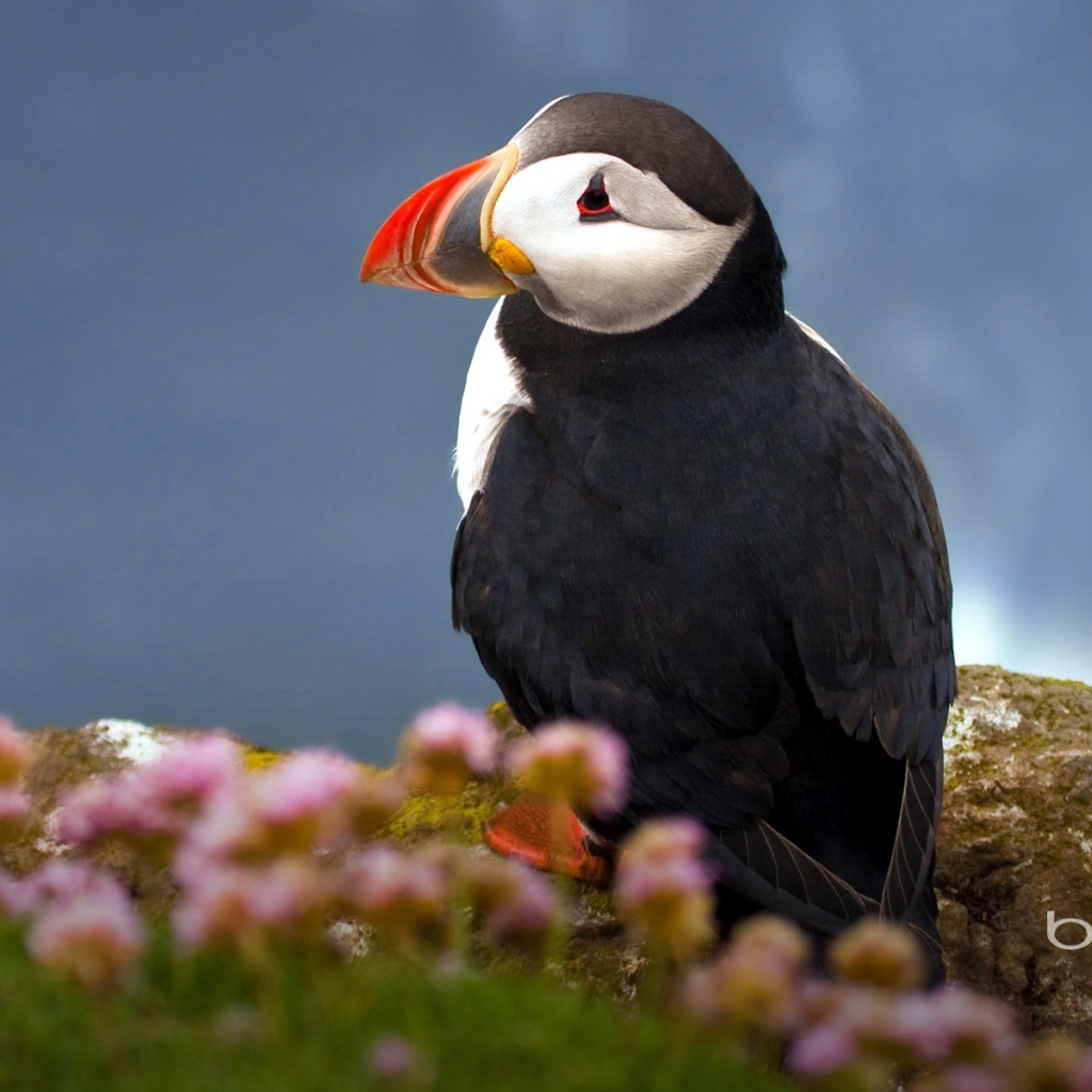 Атлантический тупик