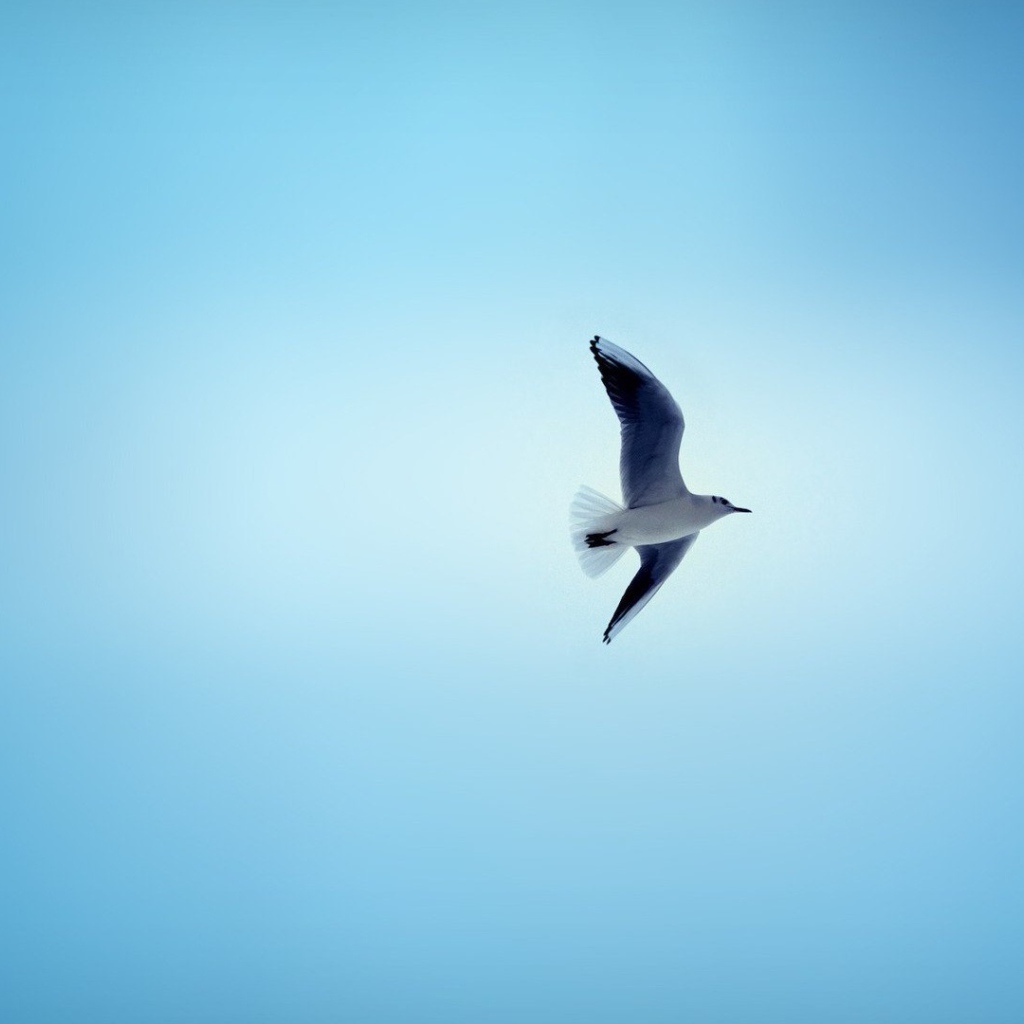 Чайка в небе