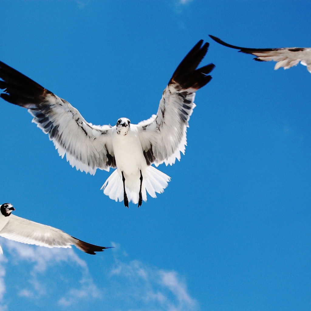 Чайки атакуют 